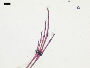 Media type: image;   Herpetology A-136938
